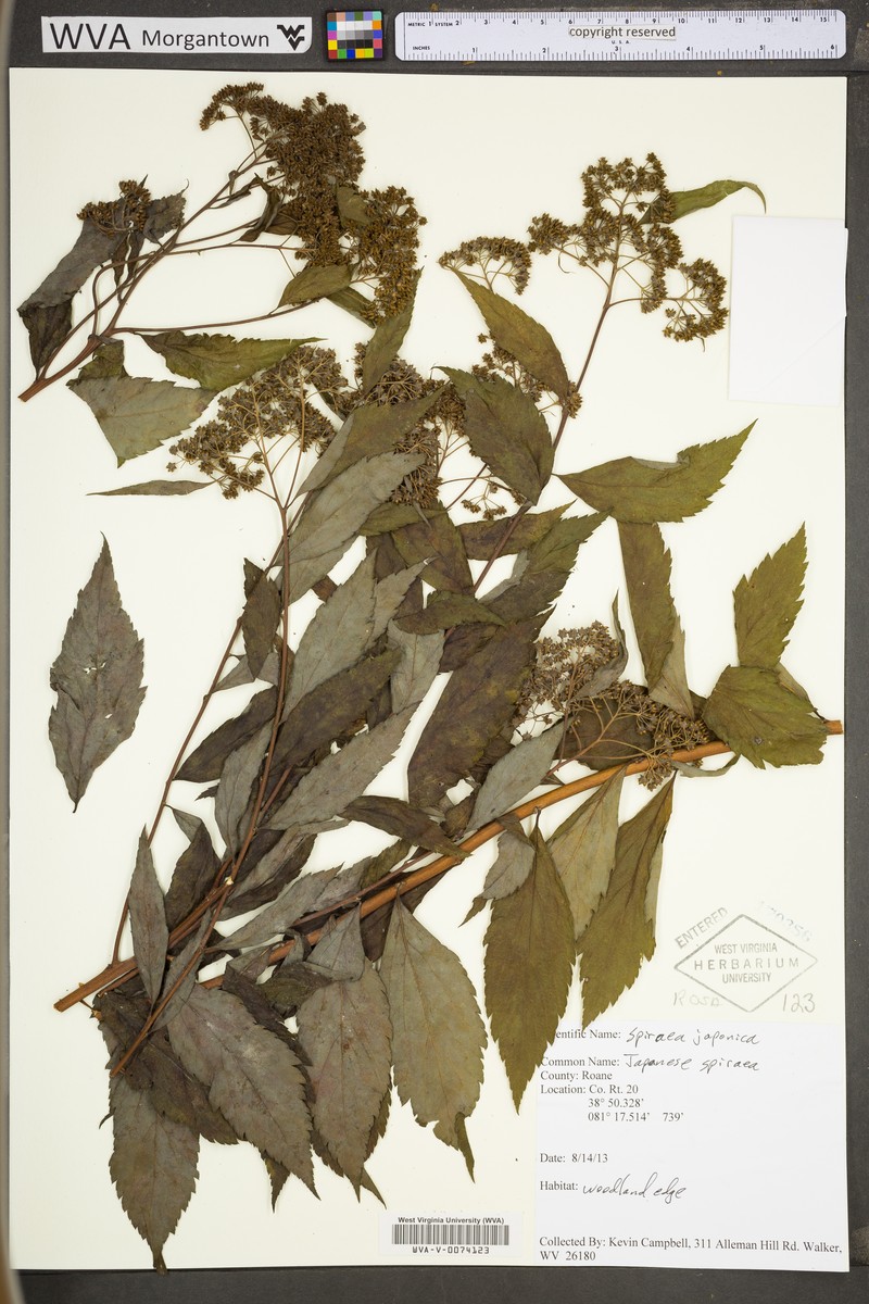 Spiraea japonica var. fortunei photo 6
