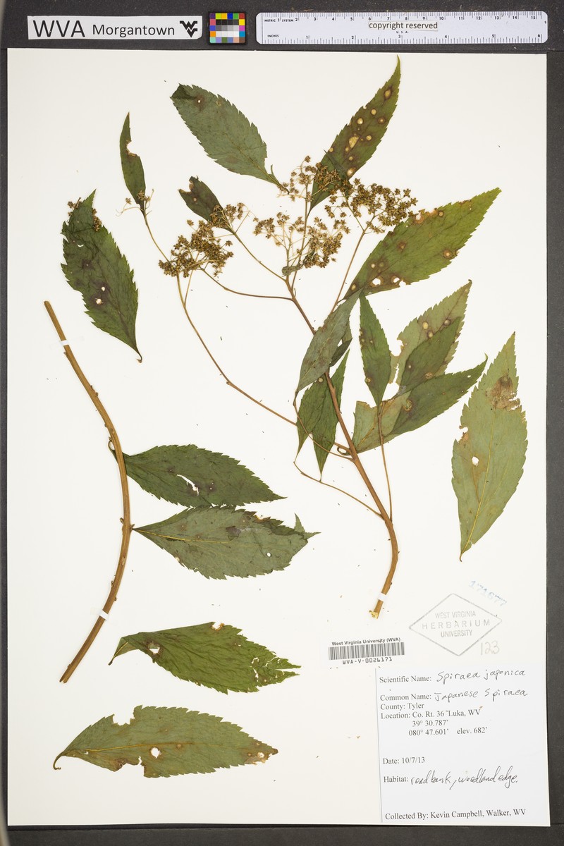 Spiraea japonica var. fortunei photo 7