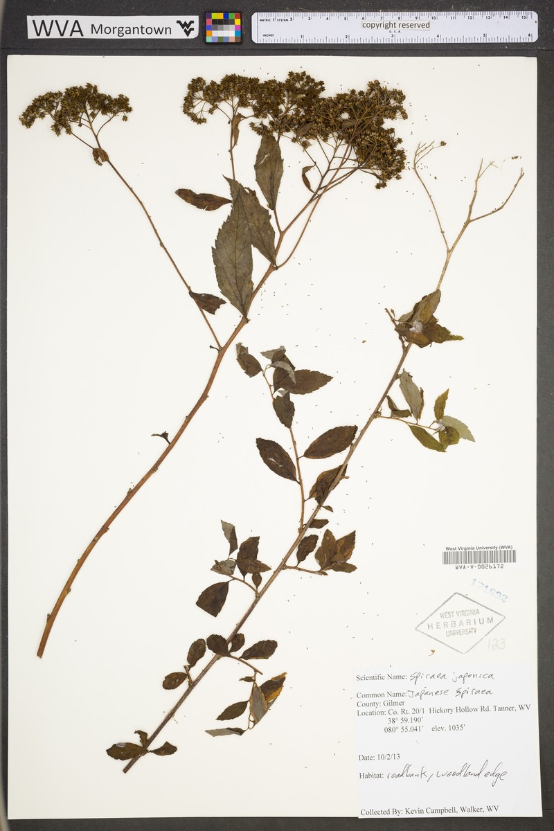 Spiraea japonica var. fortunei photo 8