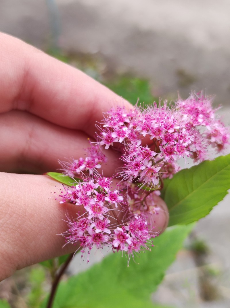 Japanese Spiraea