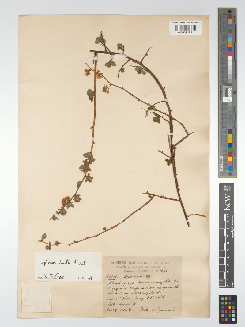 Spiraea laeta