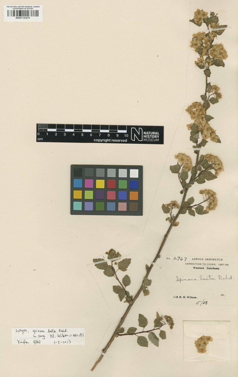 Spiraea laeta photo 2