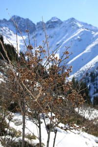 Spiraea lasiocarpa