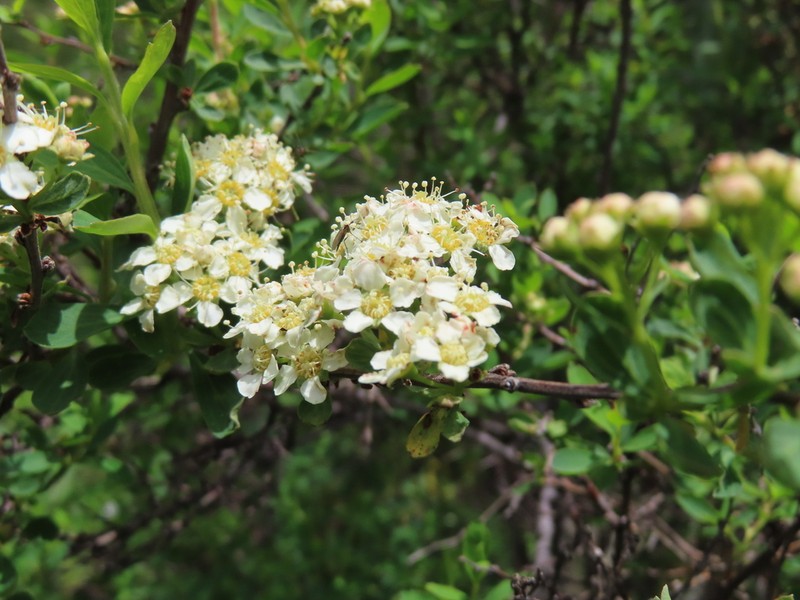 Spiraea lasiocarpa photo 2
