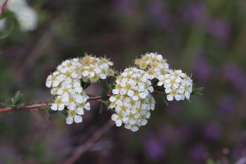 Spiraea lasiocarpa photo 3
