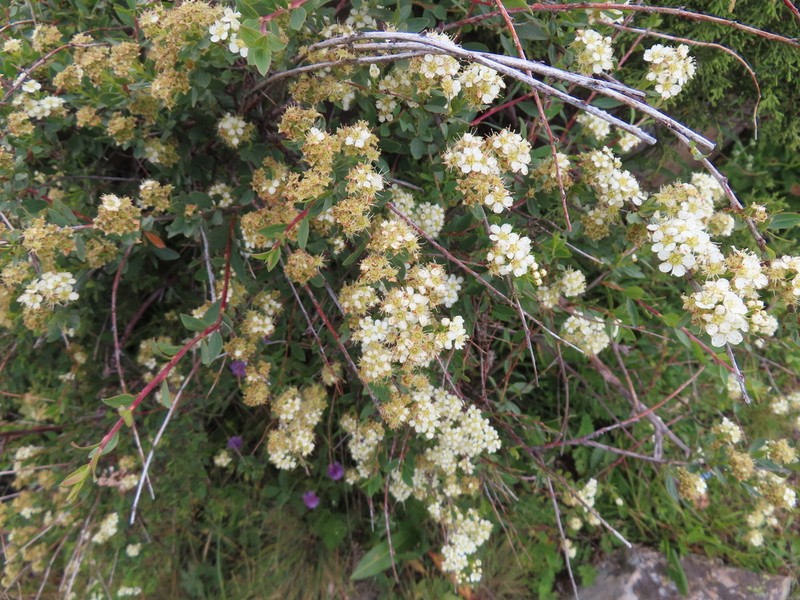 Spiraea lasiocarpa photo 4