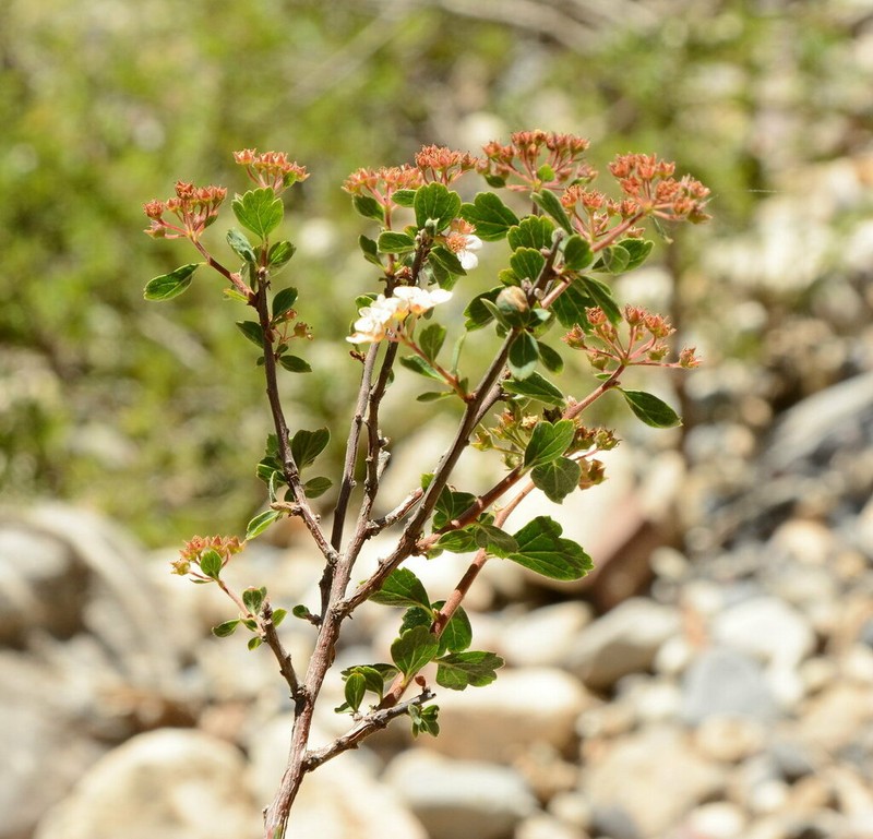 Spiraea lasiocarpa photo 5