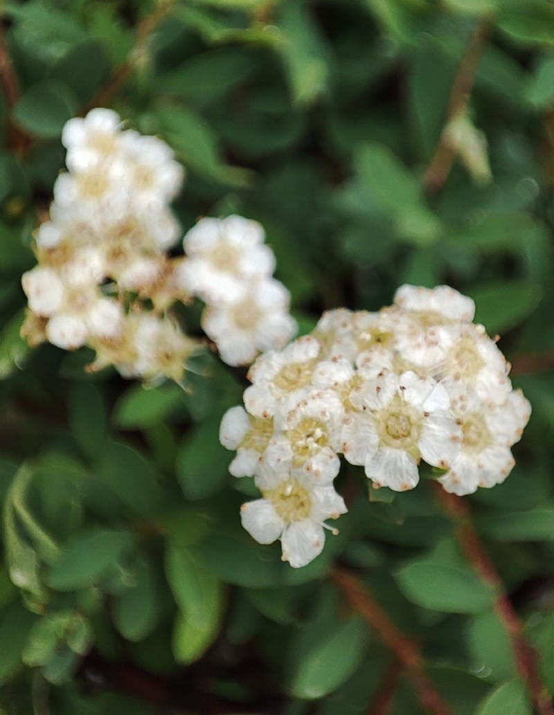 Spiraea lasiocarpa photo 6