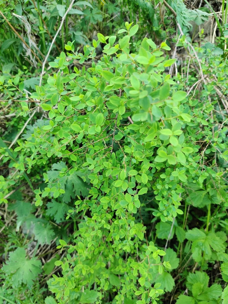 Spiraea lasiocarpa photo 7