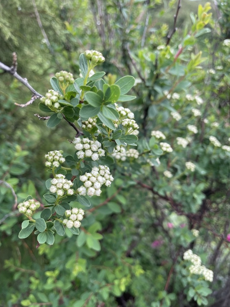 Spiraea lasiocarpa photo 8