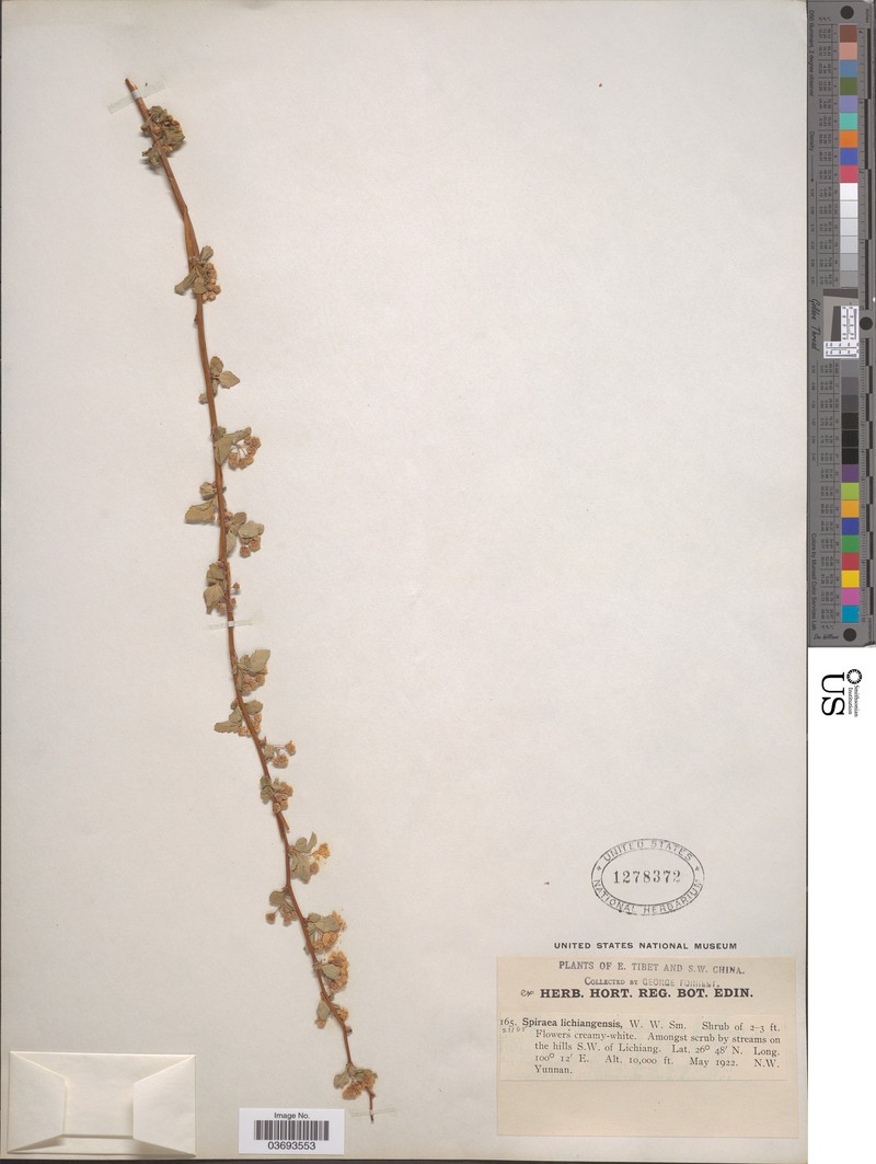Spiraea lichiangensis photo 2
