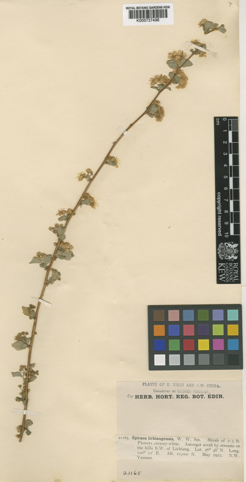 Spiraea lichiangensis photo 3