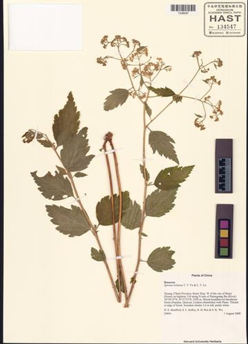 Spiraea lobulata