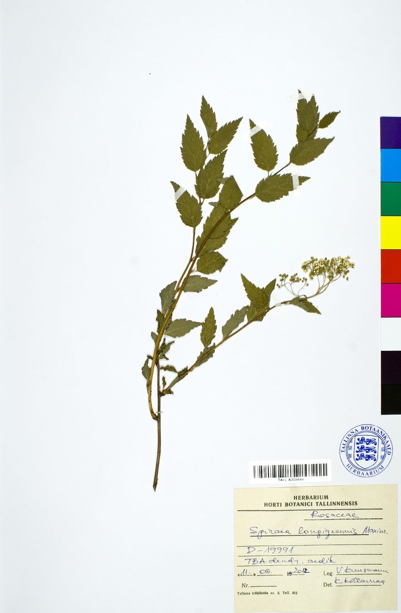 Spiraea longigemmis