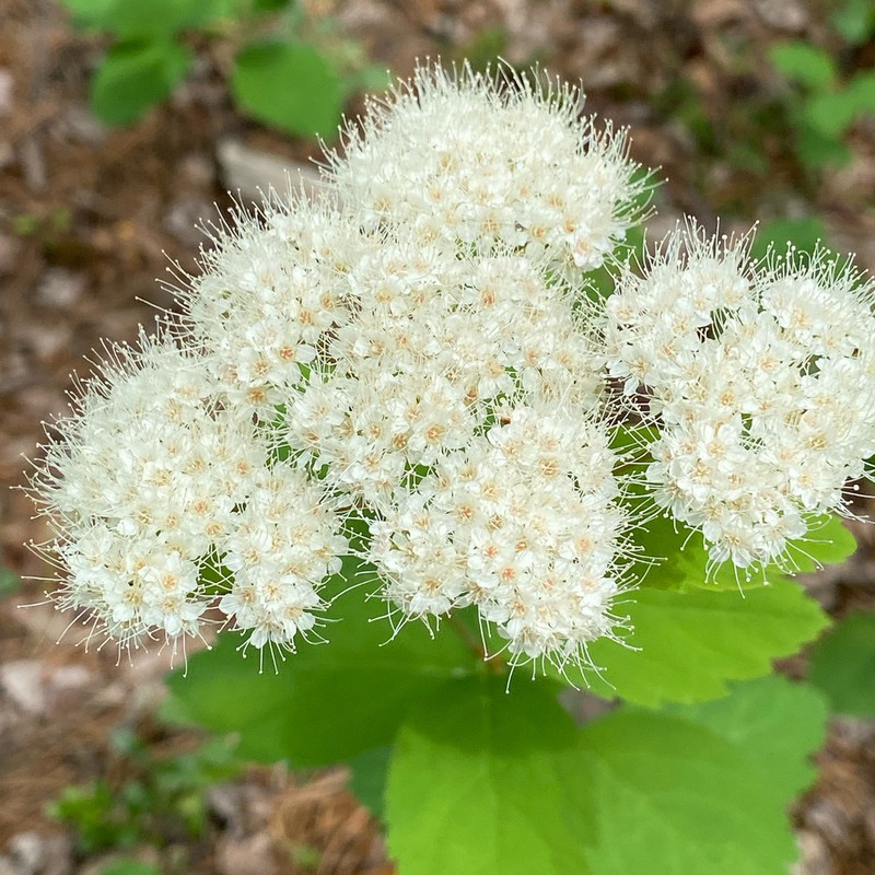 Shinyleaf Spirea photo 3