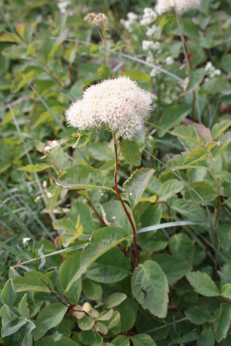 Shinyleaf Spirea photo 4