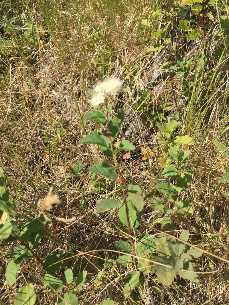 Shinyleaf Spirea photo 5
