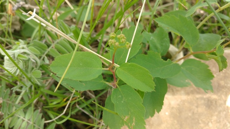 Shinyleaf Spirea photo 6