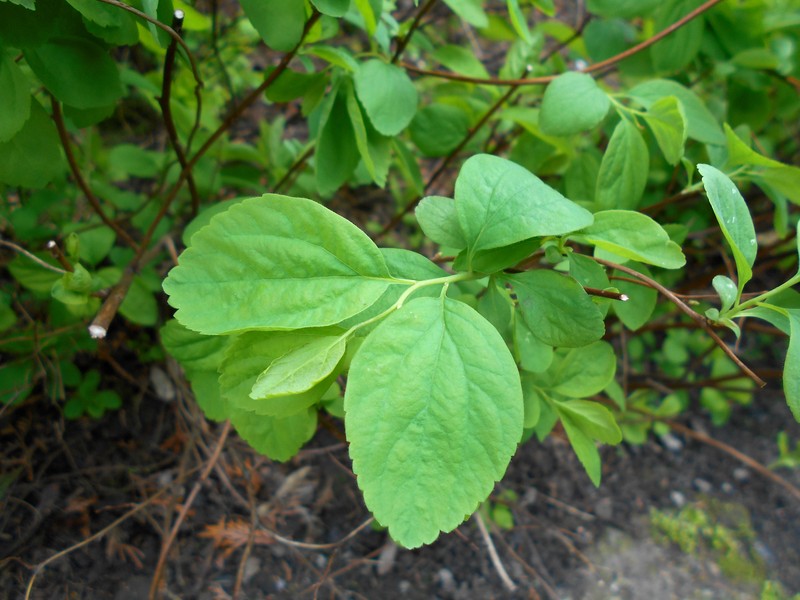 Shinyleaf Spirea photo 2