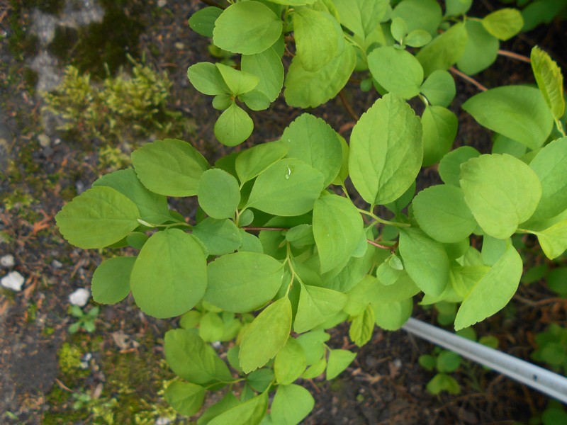 Shinyleaf Spirea photo 3