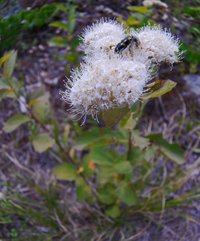 Shinyleaf Spirea