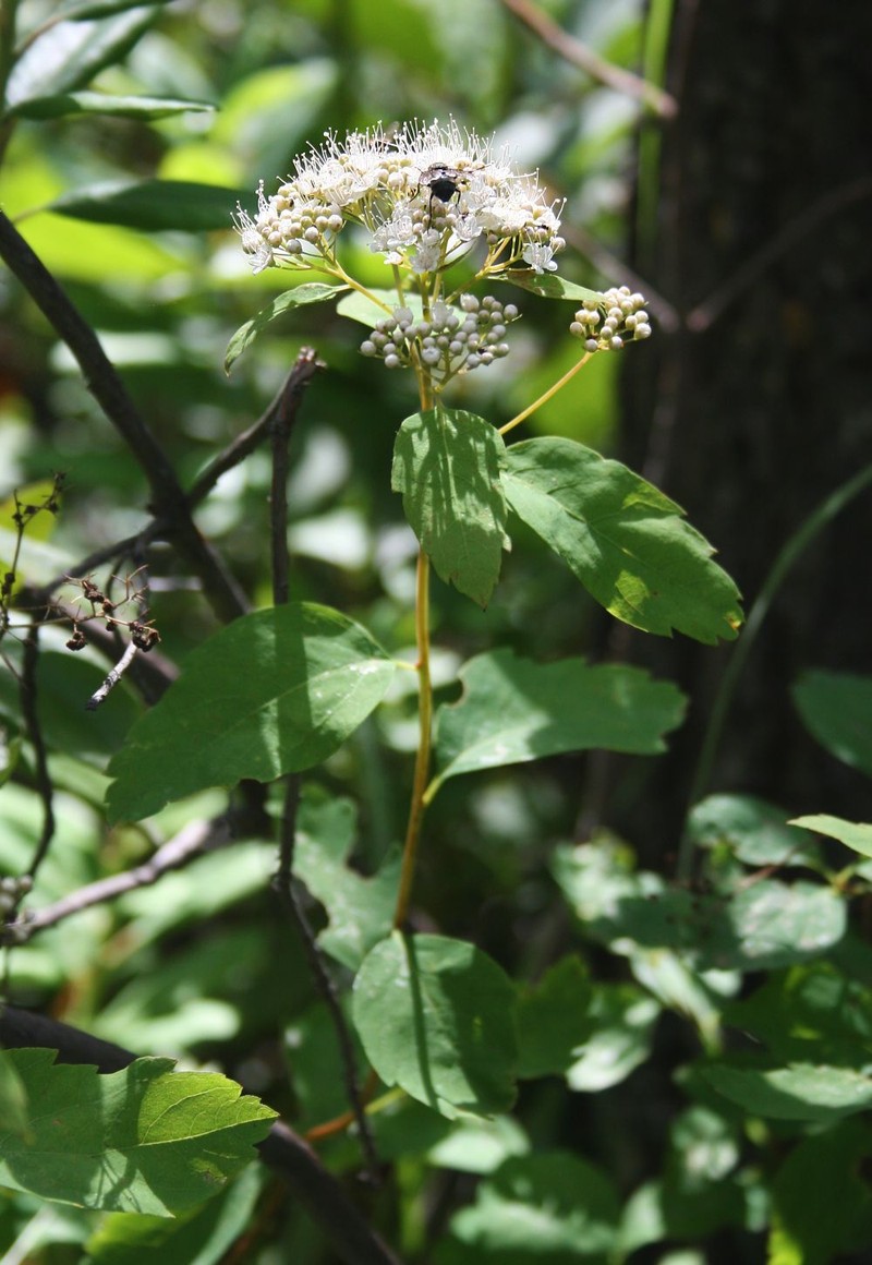 Shinyleaf Spirea photo 4