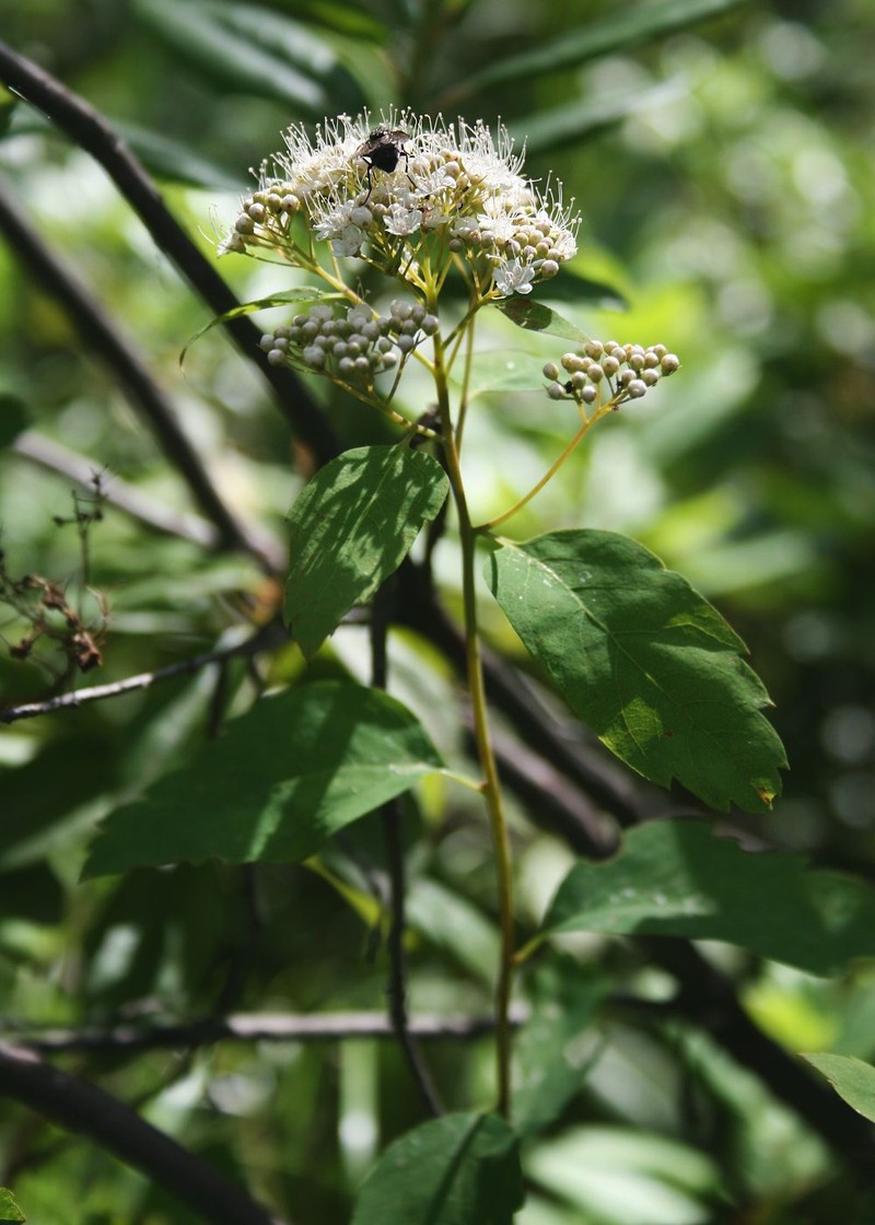 Shinyleaf Spirea photo 5