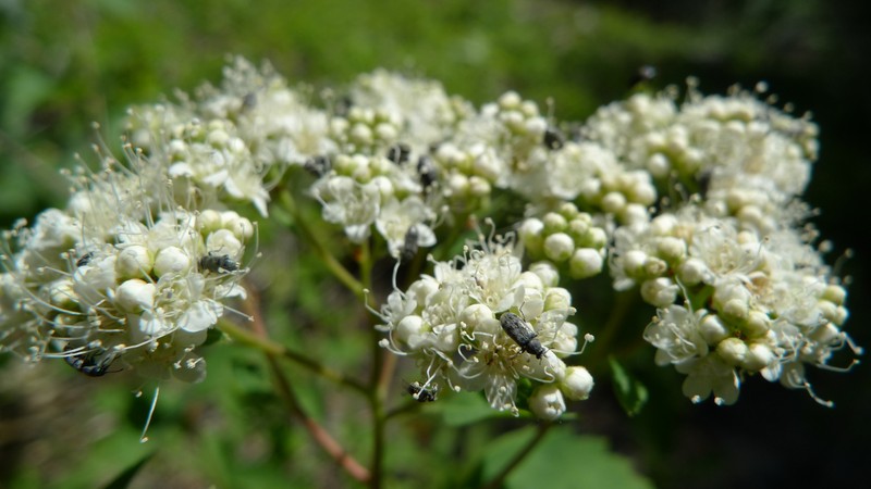 Shinyleaf Spirea photo 6