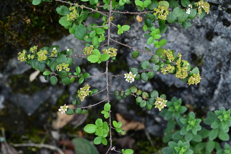 Spiraea martini