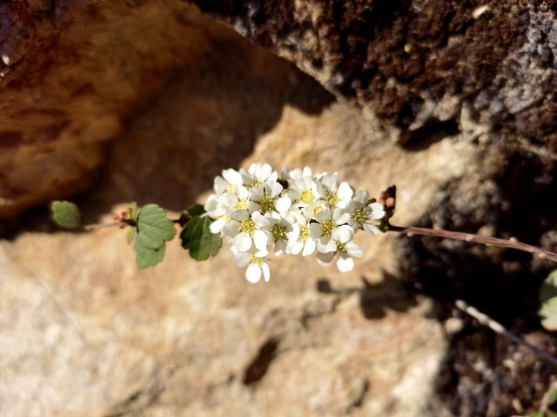 Spiraea martini photo 2