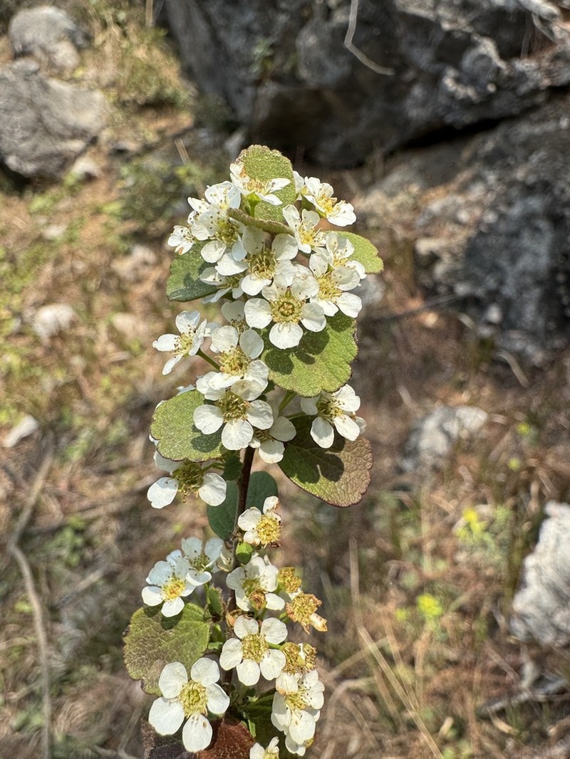 Spiraea martini photo 3