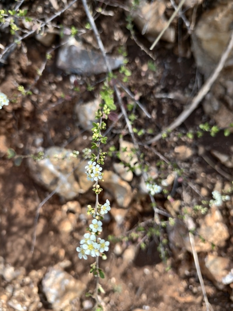 Spiraea martini photo 4