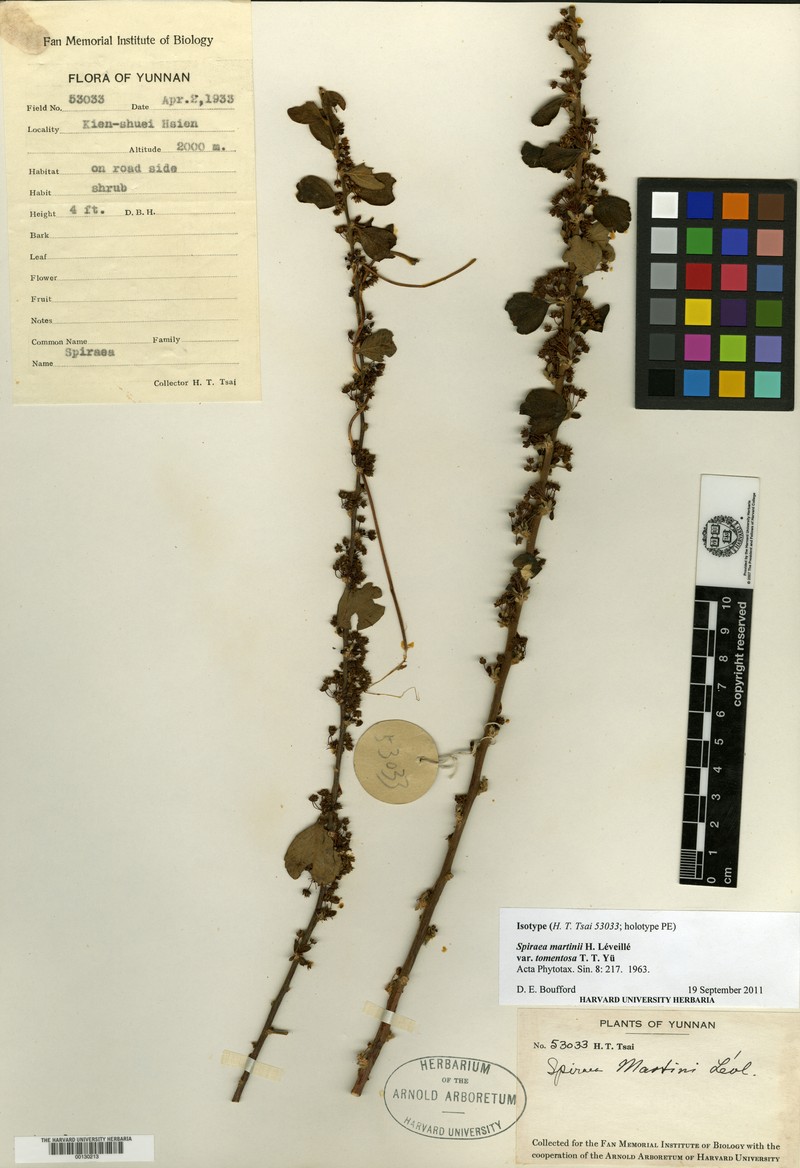 Spiraea martini photo 5