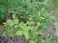 Spiraea media