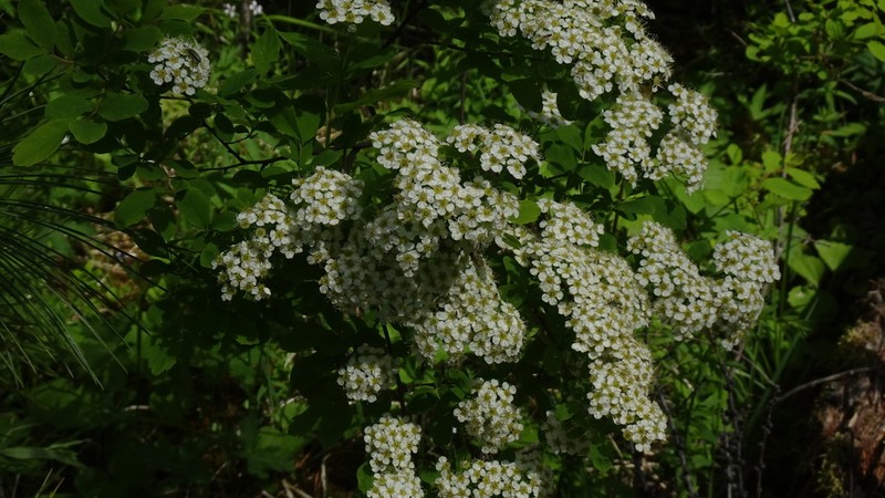 Spiraea media photo 2