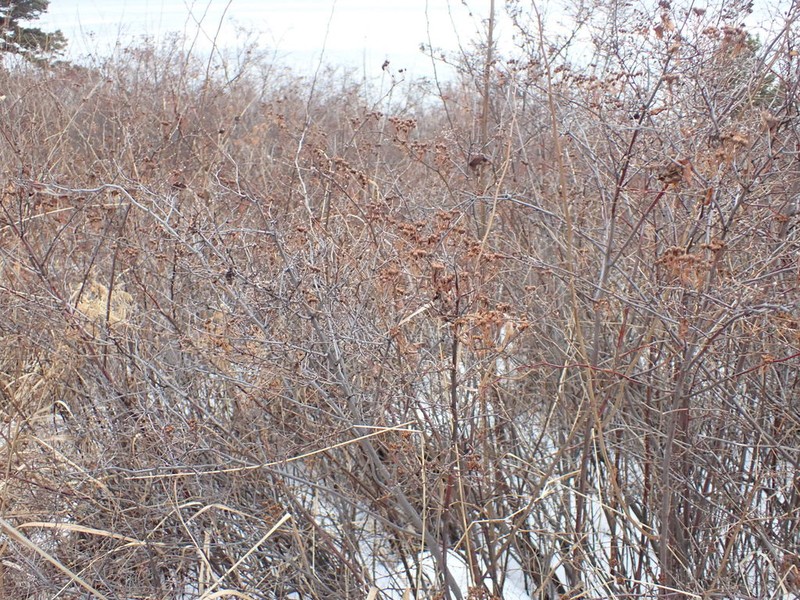 Spiraea media photo 3