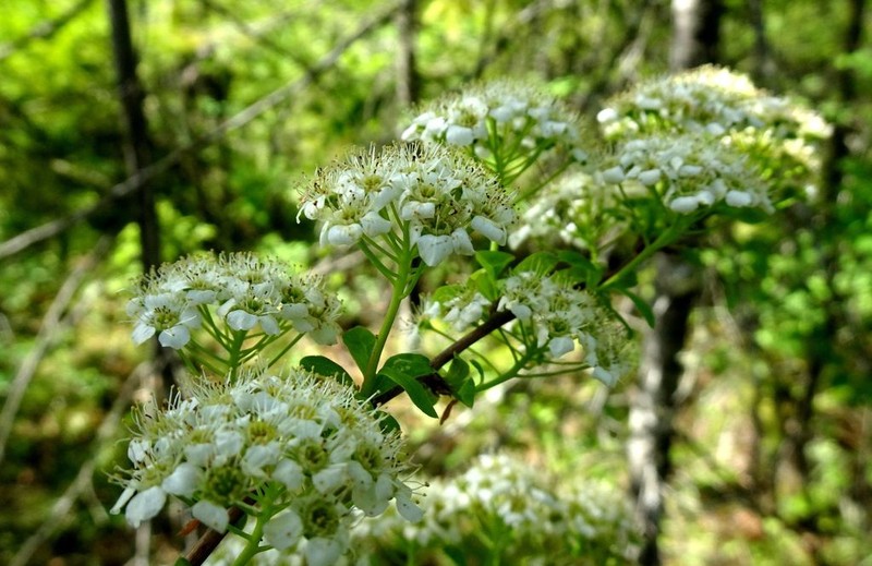 Spiraea media photo 4
