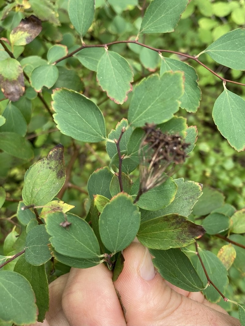 Spiraea media photo 5