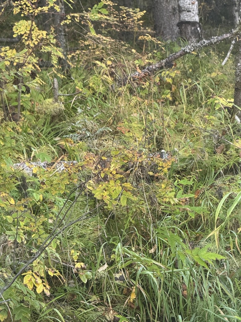Spiraea media photo 6
