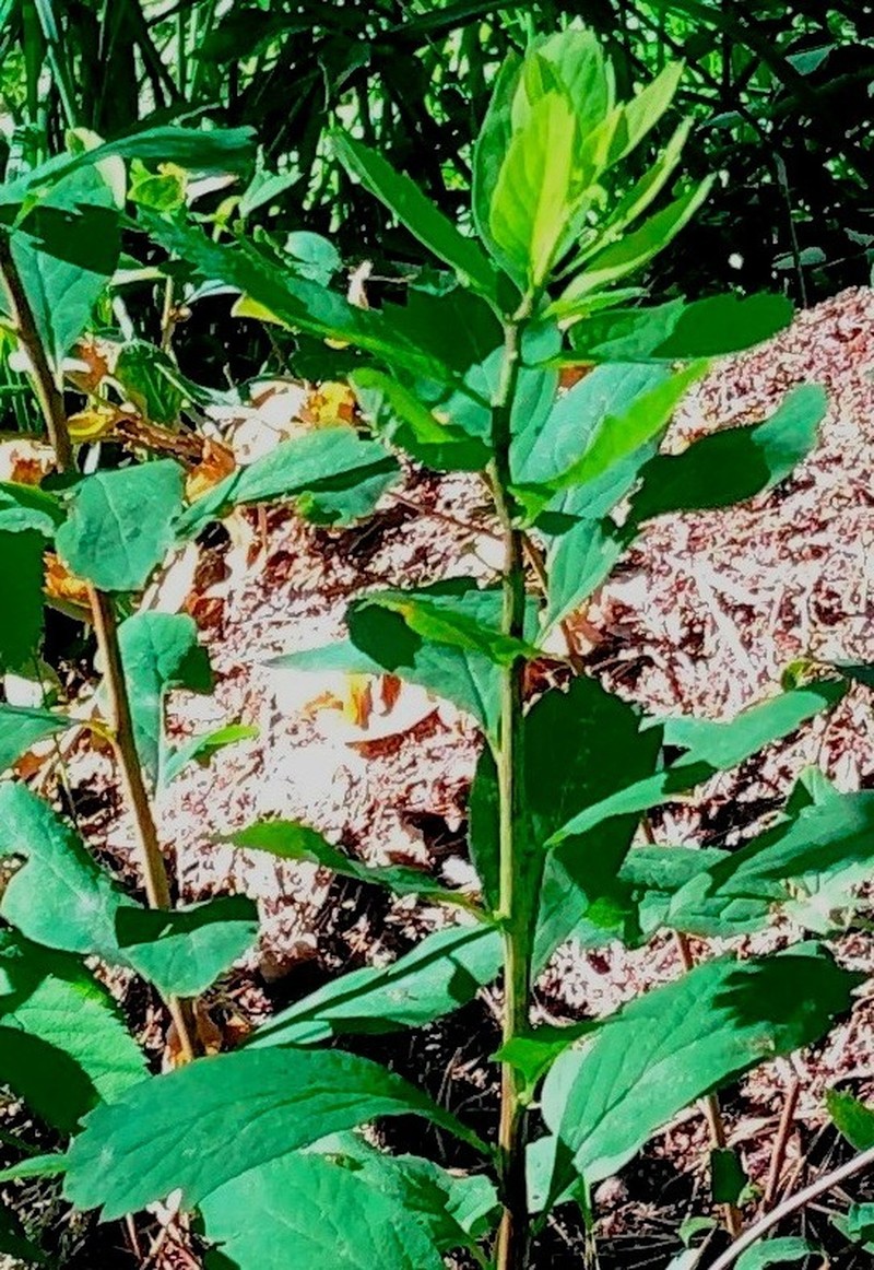 Spiraea media photo 7