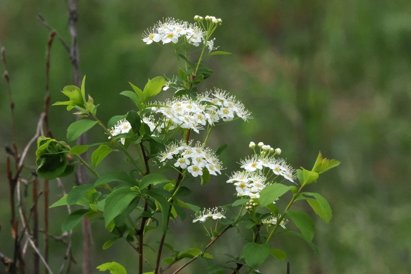 Spiraea media photo 8