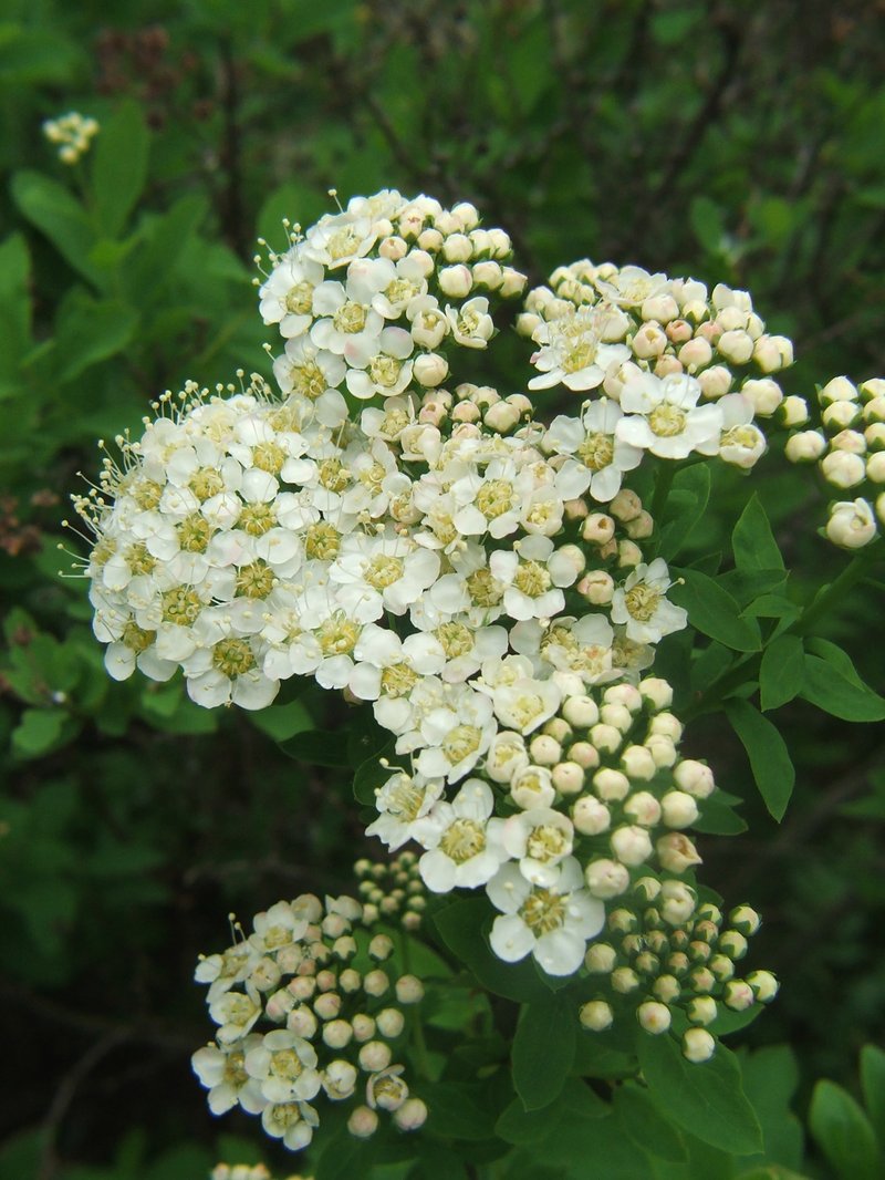 Spiraea media
