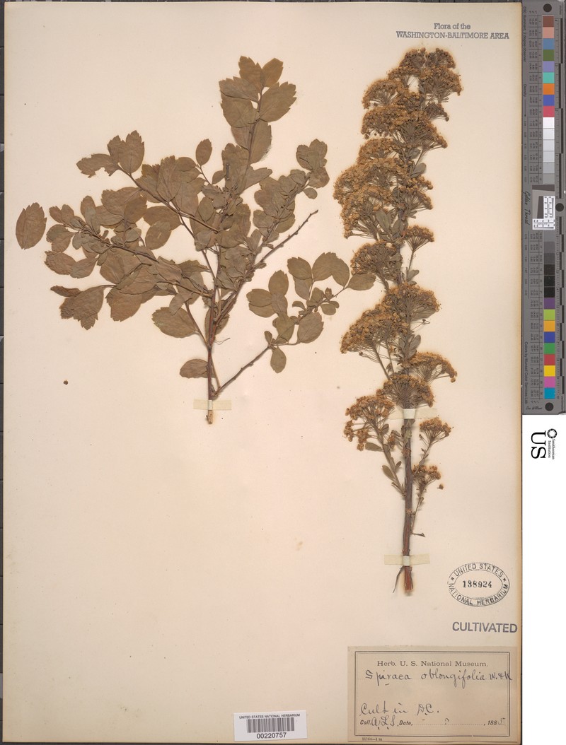 Spiraea media subsp. media