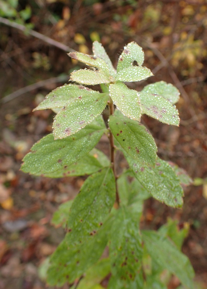 Spiraea media subsp. polonica