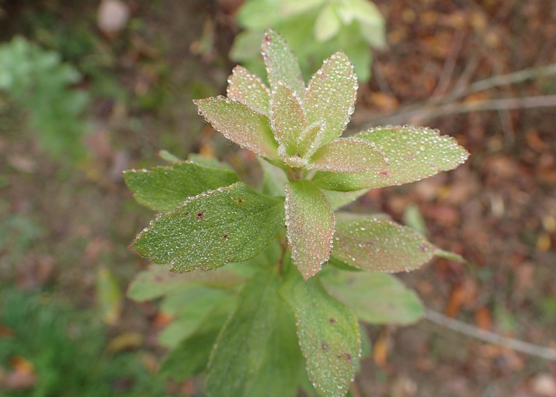 Spiraea media subsp. polonica photo 2