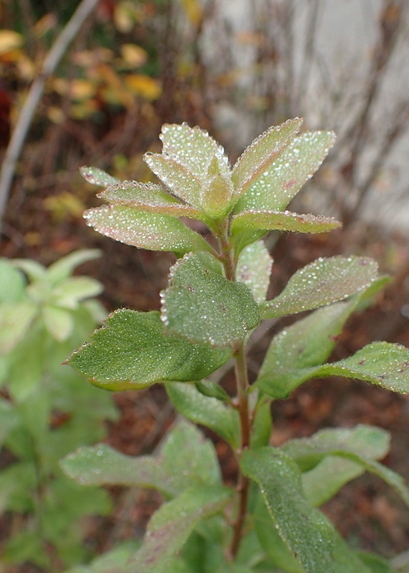 Spiraea media subsp. polonica photo 3