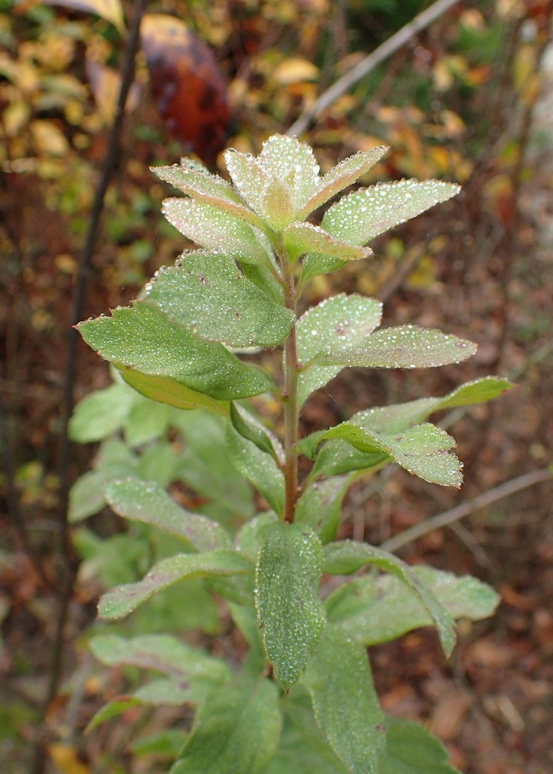 Spiraea media subsp. polonica photo 4