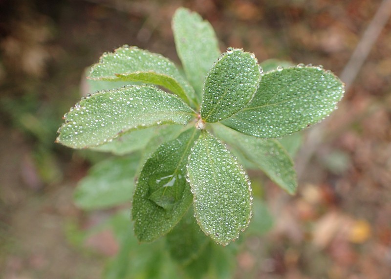 Spiraea media subsp. polonica photo 5