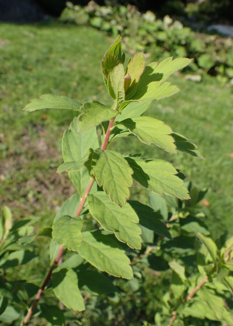 Spiraea media subsp. polonica photo 6