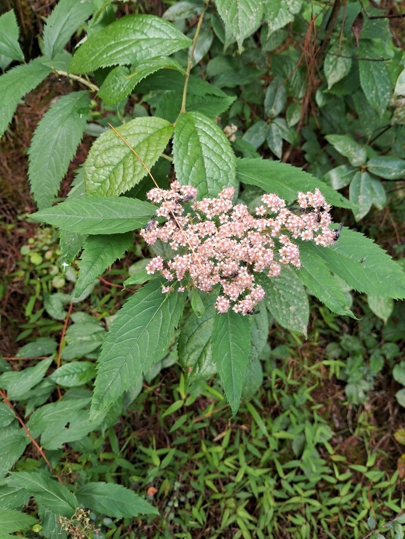 Spiraea micrantha